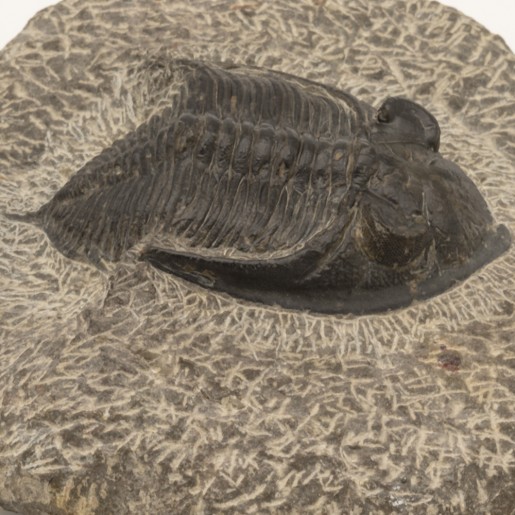 Fossile Trilobite Odontochile spinifera.