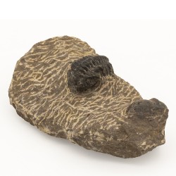 Fossile Trilobite Phacops