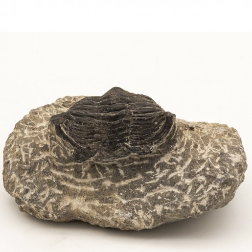 Fossile Trilobite Metacanthina.