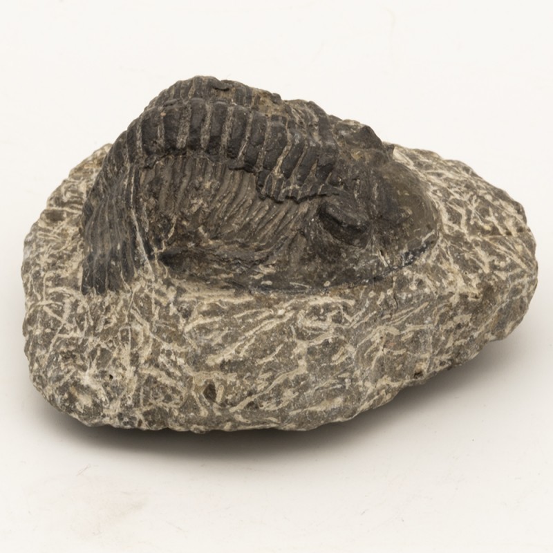 Fossile Trilobite Metacanthina.