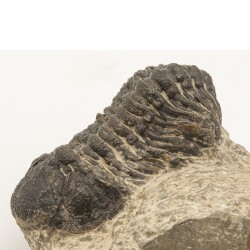 Fossile Trilobite Phacops.