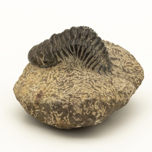 Fossile Trilobite Crotalocephalus gibbus.