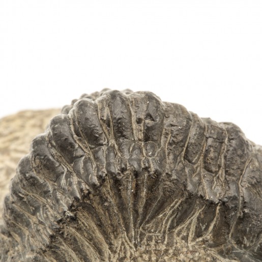 Fossile Trilobite Crotalocephalus gibbus.
