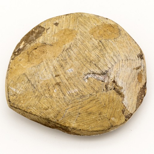 Fossile Goniatite poli