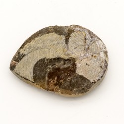 Fossile Goniatite poli